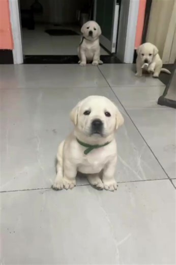 18K views · 316 reactions | Latest Cute Puppy Videos Compilations So Adorable Puppy Shorts Clips  -EPS1409 @CuteAnimalShare #dogs #puppies #cutedogs #cutepets #cuteanimals #cuteanimalshare #cutenessoverload #cutestpuppies #babyanimals #puppylovers #puppyvideos #puppydog | Cuteanimalshare | Facebook