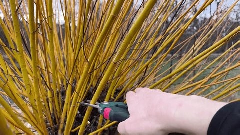 clip-4030224757-authentic-real-life-footage-cutting-willow-branches