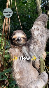 45K views · 3.1K reactions | You call me slow... I say I'm energy efficient. Being slow is the result of a very low-calorie diet, but it also provides the stealthiness needed to go unnoticed by predators  #slothfacts 'You Call Me Slow (The Sloth Song)' was produced by @ericnicolasmusic and @ursongmusic , a project that creates high-quality music with the purpose of helping organizations for their mission and vision! | The Sloth Conservation Foundation | Facebook