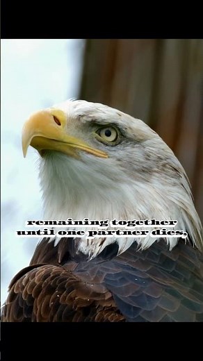 "Bald Eagles mate for life"