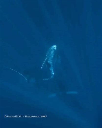 326 reactions · 16 shares | WWF on Reels | Facebook