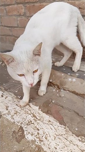 Hungry but Adorable: Cute White Cat Begs for Dinner! #meow