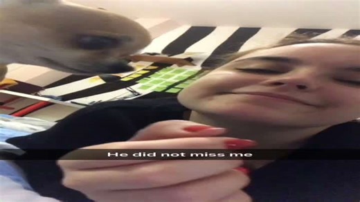 "Playful Dog Slaps Owner, Playfully Dashes Away in Delight"