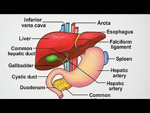 How To Draw Liver Diagram || Human Liver Drawing || Easy Way
