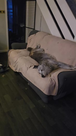 Embracing Individuality: A Husky-Wolf Mix's Unapologetic Attitude