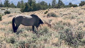 Introducing 2024 Pryor Foal #12: Yellowtail The mare, Feldspar, is one of the successful on the Pryors. On May 11, she had a new foal with her...a little dun colt. While Feldspar is now with Okomi, the foal's sire is most likely Shoshone. The name, Yellowtail, has such a strong connection to the land of the Pryors. .Robert Yellowtail was a man whose name was shared with the Yellowtail Habitat. The Shoshone River passes through this beautiful area bringing an even deeper meaning to the name. Watc