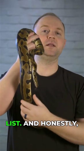 Ball Pythons They're NOT My Beginner Snake!