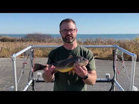 Fish Facts: Freshwater Drum