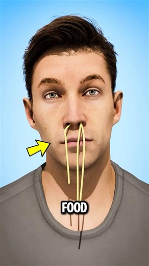 Why Food comes out of your Nose when you Sneeze