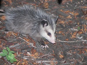 Opossum