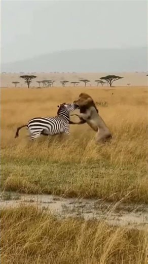 Lion vs Zebra #animals #wildliferescue #wildlife #zebra