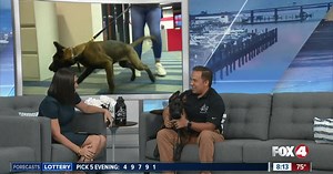 How military dogs are trained