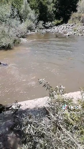 Goat Adventures: Swimming and Playing in Nature