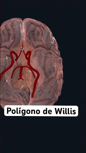 Polígono de willis.