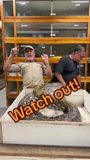 Momma Python on the Attack😳 This Momma snake was acting like I was steal those snake eggs😅 I know that is what I am doing but I am doing it for a good reason🤔 I need to make sure al those baby snakes have the best chance at survival and I can’t do that unless I remove them from being under the momma snake🙌 There are many things that could go wrong but two of the main ones being the snake is not strong enough to cut out of the egg and the snake having its umbilical cord tied up🤯 In both of t