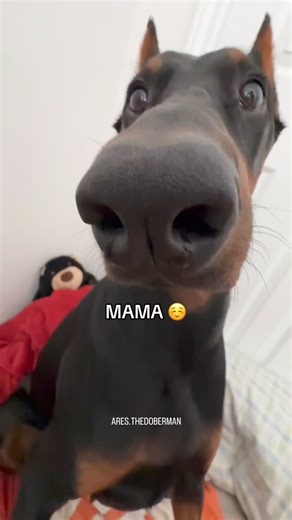 Mamaaa, can i have that please ✨ . . . #doberman #dobermanpuppy #dobermanpinscher #dobermanlove #dobermanpride #dobermandogs #dobie #dobermanpuppies | Doberman Training Mastery