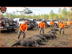 How Farmers Face With Millions Of Invasive Wild Boars Destroy Crops In America | Wild Boar Attack