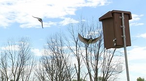 Tree Swallow Project Update
