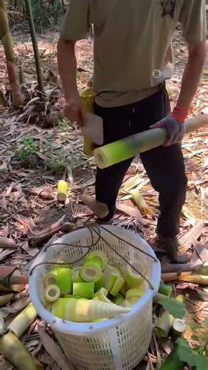 Satisfying Bamboo Shoot Cutting