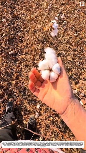 Harvesting Cotton: How Skilled Hands Turn Mature Bolls into Raw Fiber