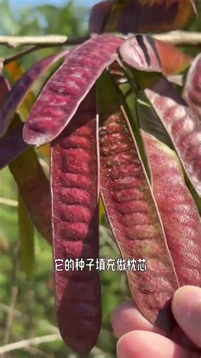 This pod is so beautiful and its ability to invade is also very powerful#Silver