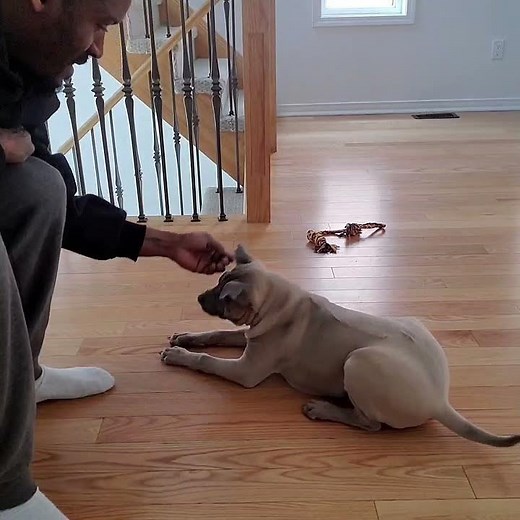 Training a Thai Ridgeback Puppy (13 weeks)