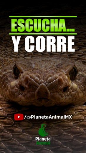 Redescubre el Planeta Animal como nunca antes #animal #animals #documental #shorts