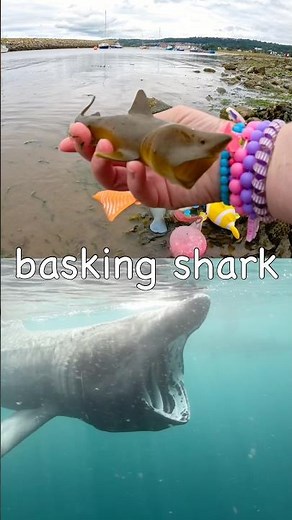 Kids Learn | Sea Animal Names at the Harbour: Manatee Seahorse Basking Shark Marine Iguana Walrus