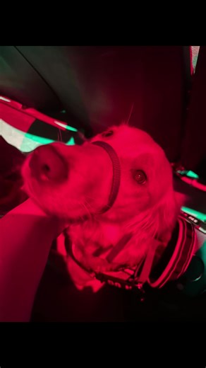 MERRY CHRISTMAS!! Merry Christmas for journey and I. Thank you everyone who has supported and helped us along our service dog journey and in life. #servicedogsoftiktok #foryoupage #servicedogintraining #christmas #multipurposeservicedog