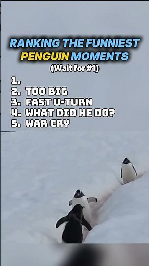 Top 5 Funniest Penguin Fails 😂🐧(wait for #1)