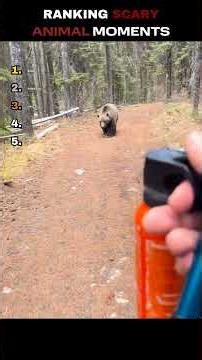 Ranking the Scariest Animal Moments 😳🐻 #shorts