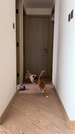 Cat Vs Dogs | Poogie the Pug