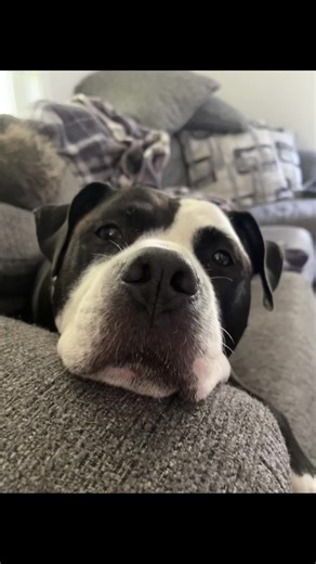 💙💙 👁️ Andi🏳️‍🌈 (@blueeyedandi)’s videos with original sound - thatdoggychi