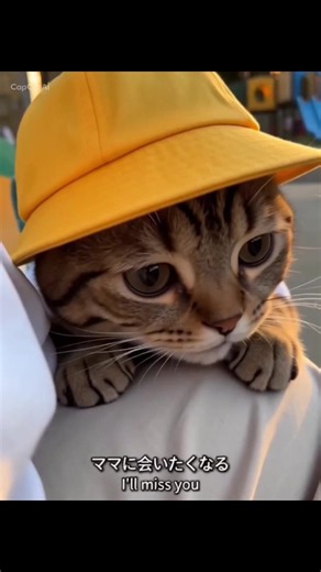 ママ1番にお迎えにきてね — 可愛すぎる猫の反応動画