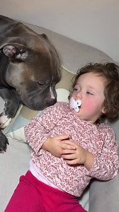 88K views · 5.4K reactions | Mino preocupato come un fratellone 梁裸❤️ . . #americanbully #fypシ #baby #puppy #fundog #babygirl #doglovers #fyp #bullyuk #viral #foryou #reels #funny #bully #dog #doggo #cutedog #fypage | G00D View | Facebook