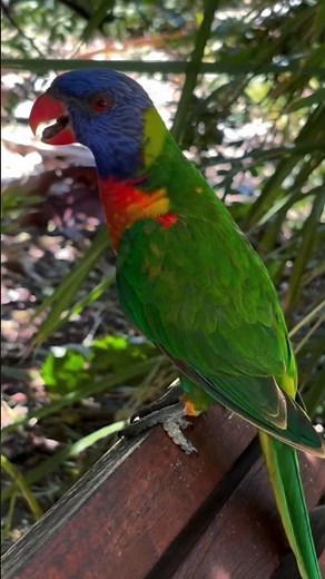 Why Rainbow Lorikeets are so Colourful? 🦜 🦜 #shorts #parrot #lorikeet