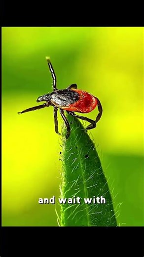 Ticks Use Static Electricity? The 2023 Discovery Explained