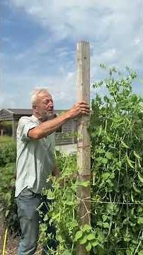 Pea Growing: Rondo to Shell & Tall Sugar to Eat Whole – Sweet & Surprising Growth