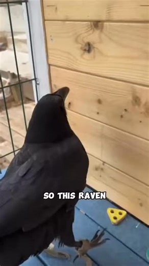 Brain-Chipped Raven Solves Complex Puzzle | Gregory Hill