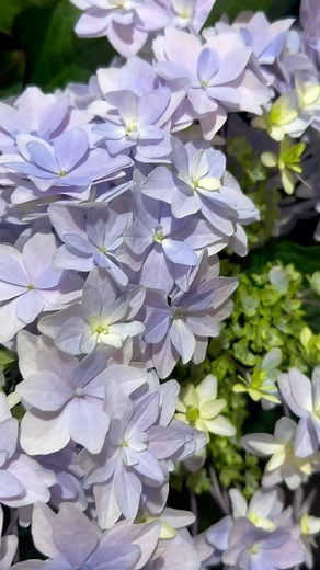 3.6K views · 73 reactions | Guess the best selling Macrophylla Hydrangea? Yes it's Hydrangea Florentina, the one in the clip followed by Hydrangea M Early Blue懶 We still have stock available of both. We are preparing to ship out Macrophylla Hydrangeas from tomorrow & Paniculatas will start shipping from next week. We will keep on shipping out Hydrangea orders till end April/May as the orders come in. | Adene's farm flowers | Facebook