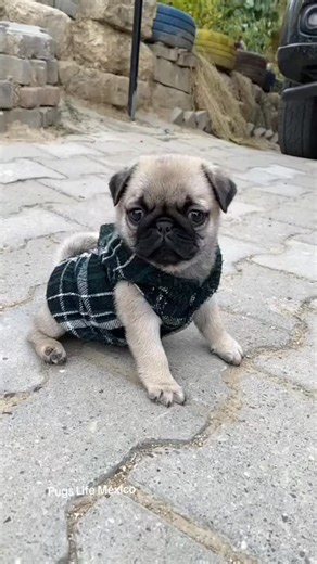 🥰💖#pugslifemexico #puglover #pug #puglove #puglovers | Pugs Life México