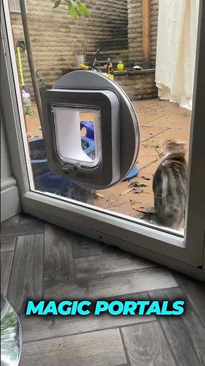 3 reasons to choose an automatic cat door for your home!