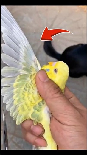 Papağanların Kanatları Neden Rastgele Kesilmemeli? 😱🦜