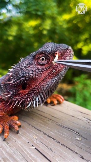 1.5M views · 4.1K reactions | Most satisfying nose plug pull ever Partner: avatar_dragons IG: https://www.instagram.com/avatar_dragons | Genius Panda | Facebook