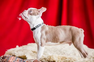 Everything You Need To Know About a Lilac Boston Terrier