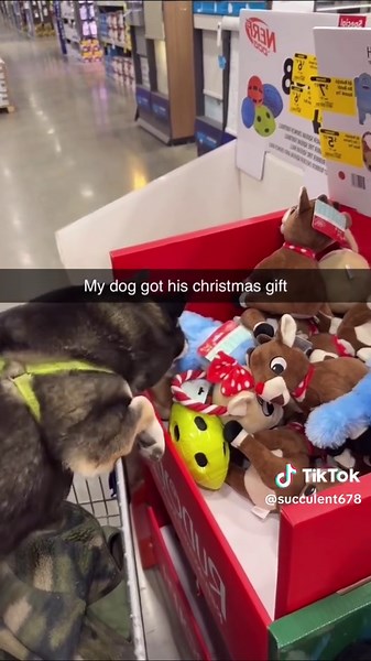 Have you prepared your Christmas present for the dog?🎁🐕#funny #funnyvideos #dog #christmasgifts #fyp