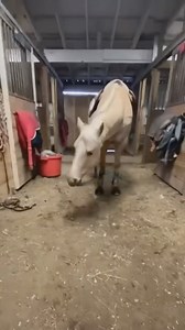 329 reactions · 52 shares | This horse got tricks! 彩  ✪ ✪ ✪ #cowboys #cowgirls #westernwear #country #american #clothing #americancowboy #americancowgirl #weareamericancowboy #western #countrywestern #westernculture #countrymusic #godscountry #usa #countrylife #americanstyle #patriot #rodeo #barelracing #bronc ##horse #horses #equestrian #farm # farmlife #bullride #bullriding #roping #teamroping | American Cowboy | Facebook