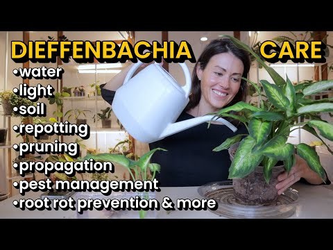 Dieffenbachia House Plant Care 101 - How To Water, Repot, Prune, Propagation, Lighting, Soil & More