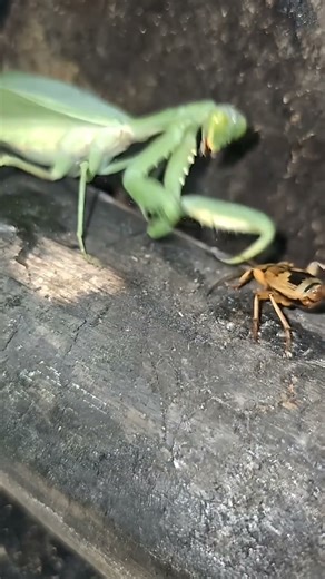 "Praying Mantis vs Bombardier Beetle | Epic Showdown"