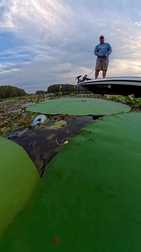 Check out this Frog scoot over a pad then back slide! I really DO NOT like it when this happens!! But looks cool!!! With Randy Deaver - Caddo Pro Bass Guide Service. #caddolake #frogfishing #coolvideos #bassfishing #caddoprobassguideservice | Randy Deaver - Caddo Pro Bass Guide Service